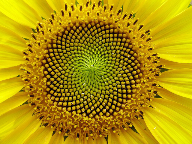 Sun-Flower.jpg